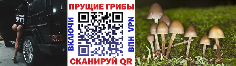 Псилоцибиновые грибы Psilocybe  где купить наркоту  OMG как зайти  Клин 